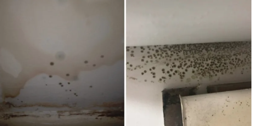 Bristol man left living in damp