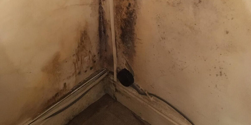 What-is-black-mould-and-what-health-problems