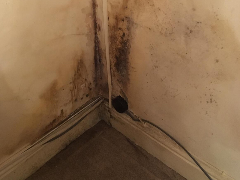 What-is-black-mould-and-what-health-problems